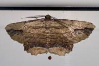 Menophra abruptaria