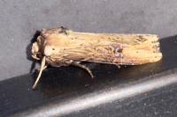 Axylia putris