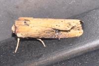 Axylia putris