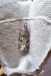 Scoparia subfusca