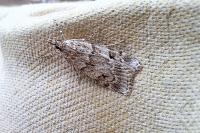 Scoparia subfusca