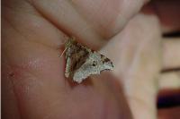 Macaria alternata