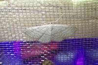 Idaea subsericeata