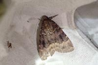 Amphipyra pyramidea/Amphipyra berbera