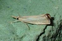 Agriphila straminella