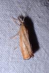 Agriphila straminella