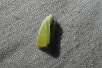 Earias clorana