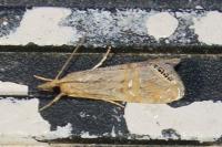 Euchromius ocellea