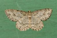 Ectropis crepuscularia