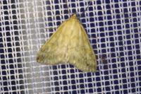 Sitochroa verticalis