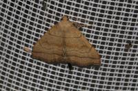 Herminia tarsicrinalis