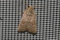 Hoplodrina blanda