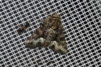 Oligia