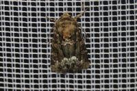 Oligia
