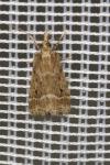 Eudonia pallida