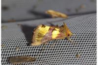 Diachrysia chrysitis
