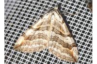 Aplocera efformata/plagiata