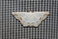 Scopula ornata