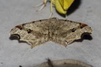 Macaria alternata