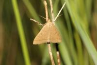 Herminia tarsipennalis