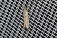 Phycitodes
