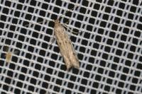 Phycitodes