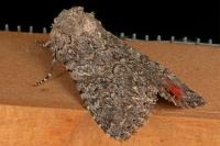 Anarta trifolii