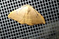 Watsonalla binaria