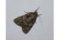 Acronicta rumicis