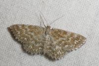 Scopula immorata