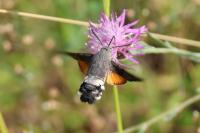 Macroglossum stellatarum