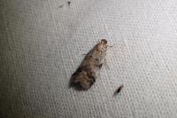 Acrobasis glaucella/fallouella