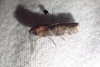 Phycita roborella