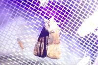 Mesoligia furuncula