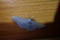 Cabera pusaria