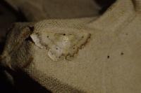 Idaea biselata
