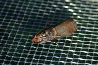 Acrobasis advenella