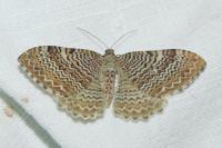 Rheumaptera undulata