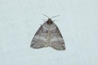 Ochropacha duplaris