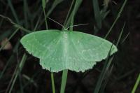 Geometra papilionaria