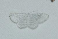 Asthena albulata
