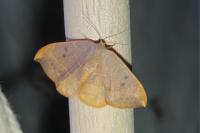 Watsonalla binaria