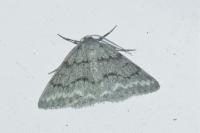 Pseudoterpna pruinata