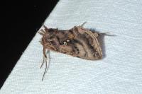 Autographa pulchrina