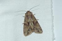 Apamea monoglypha monoglypha