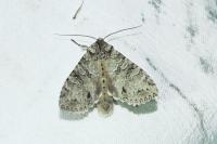 Polia nebulosa