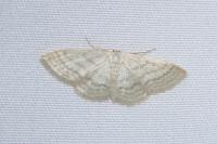 Idaea subsericeata