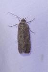 Spodoptera exigua