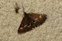 Pyrausta purpuralis