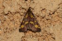 Pyrausta purpuralis